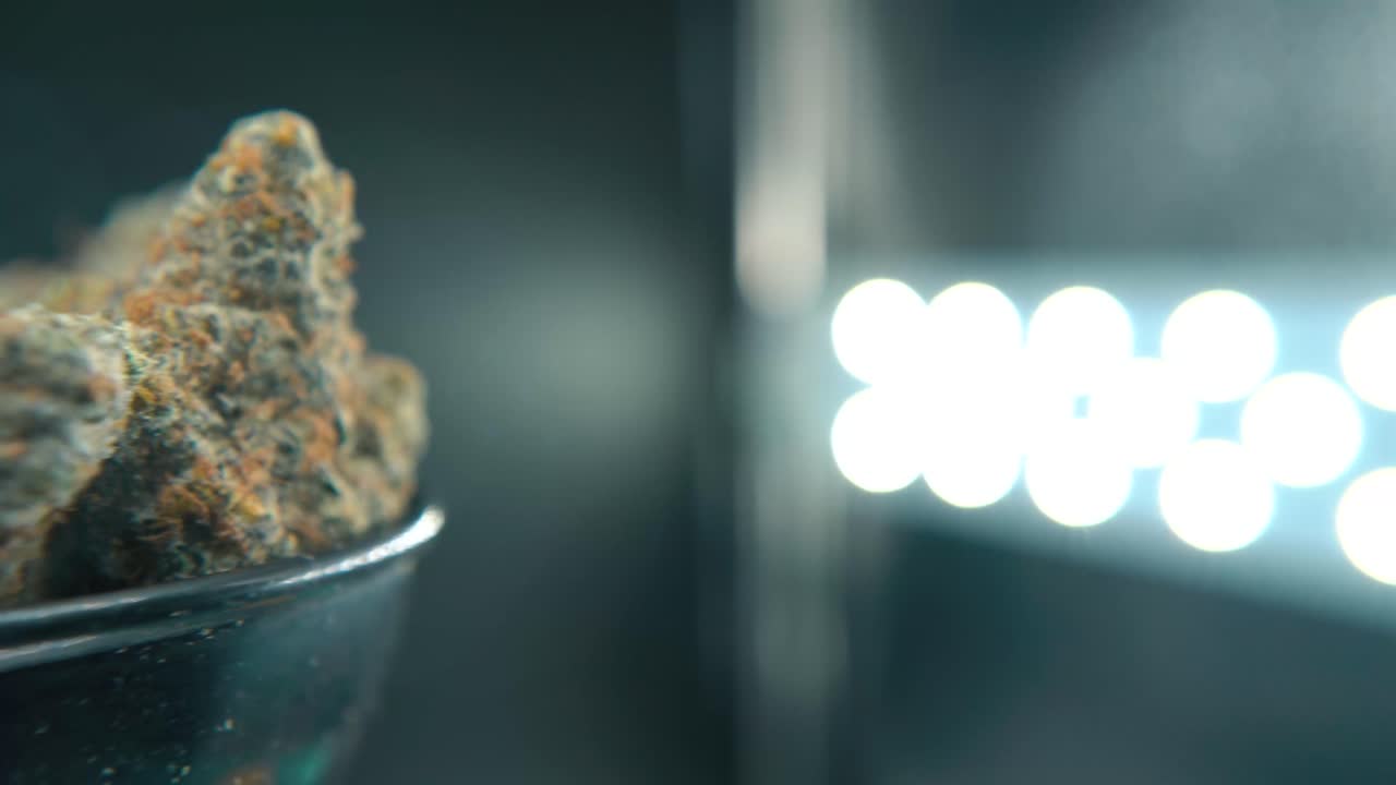 Ripresa macro dettagliata con panoramica a sinistra di una pianta di cannabis, varietà ibride arancioni, sativa, infiorescenza di marijuana, su un supporto rotante, video 4K, illuminazione da studio.