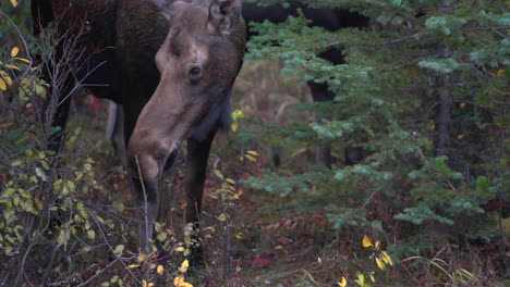 nahaufnahme von weiblichen elchen, die blätter tief im wald des jaspis-nationalparks, kanada, fressen, geschütztes wildtier im natürlichen lebensraum