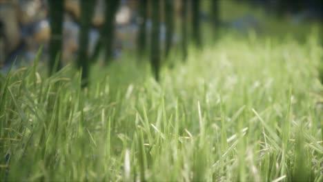 fresh-green-Grass-on-the-forest