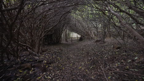 camino misterioso del bosque
