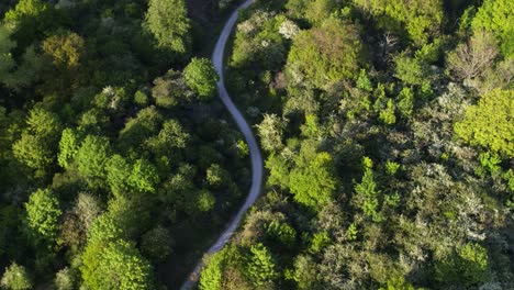 twisted oostvoorne highway snaking through lush green forest - aerial top down