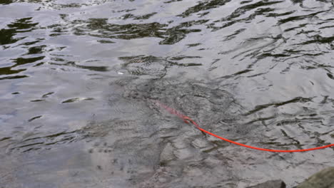tratando de sacar un tesoro del agua con una caña de pescar magnética