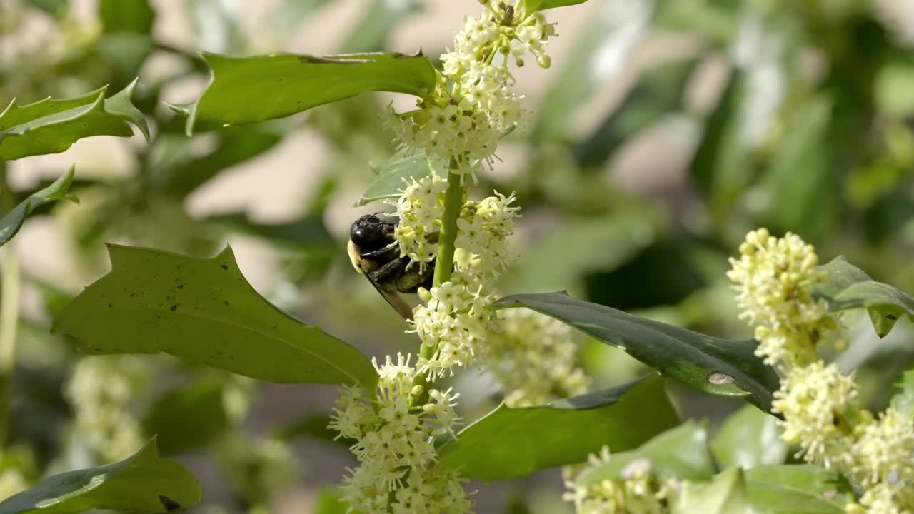 Slow Motion Video of Carpenter Bee Nectar Extraction on White Buttonbush Flower