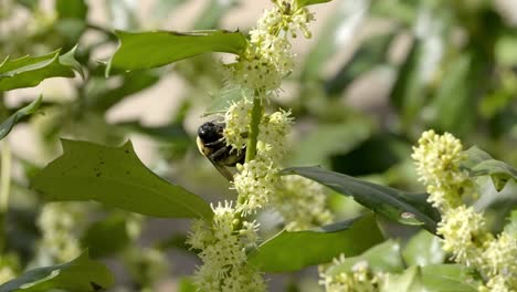 slow motion video of carpenter bee nectar extraction on white buttonbush flower