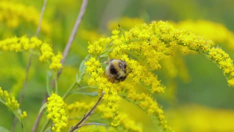 schäbige hummel bestäubt und sammelt nektar von der gelben blume der pflanze