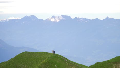 徒步旅行者在美麗的山脊, 美麗的阿爾卑斯山景觀上徒步旅行