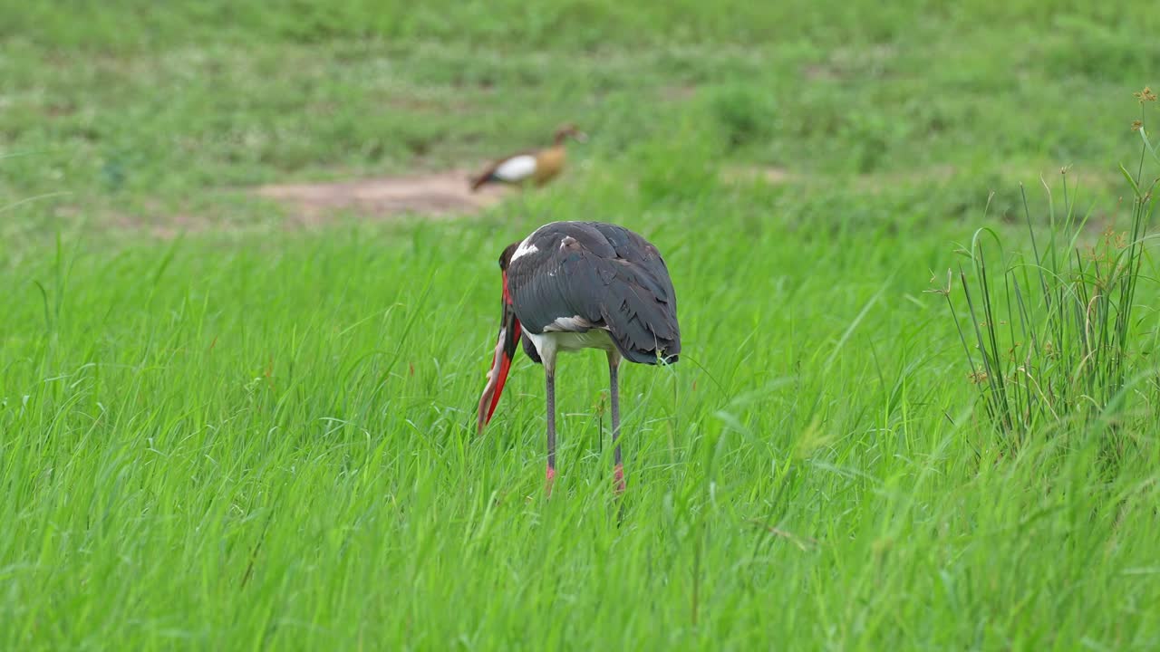 Endangered Saddle-billed Stork Bird Swallowing Fish While Wading In African Wetland, Slow motion, Medium Shot