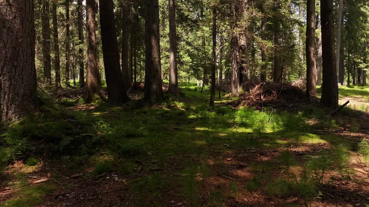 Person walking alone through a quiet forest, evoking feelings of solitude, reflection, and connection with nature