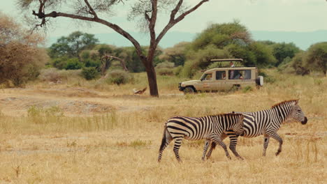 zebras in african savanna with safari vehicle