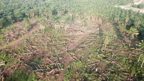 Aerial-drone-view-clear-land-for-plantation.