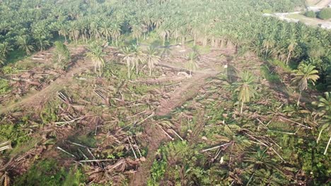 vista aérea de drones de tierra despejada para la plantación.