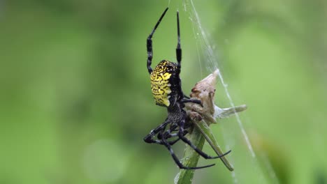 A-hanging-Orb-Weaver-packing-its-prey