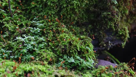 Seen-on-the-slope-side-of-a-moss-mound-breathing-as-some-jungle-wind-blows-and-then-goes-away,-Brown-Pricklenape-Acanthosaura-lepidogaster,-Khao-Yai-National-Park