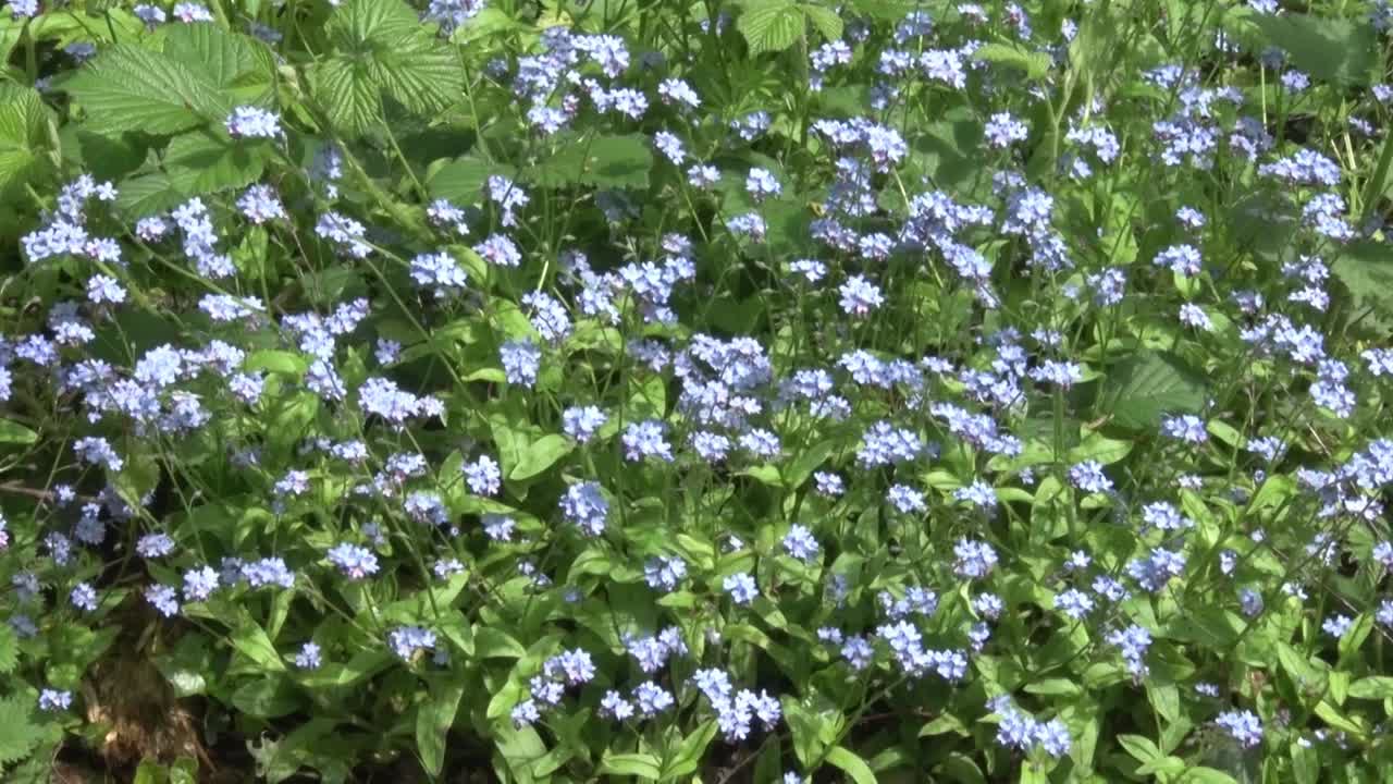 나무 잊지 마세요, myosotis sylvatica, hedgerow에서 자라는