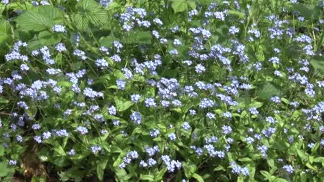 Wood-Forget-Me-Not,-Myosotis-sylvatica,-growing-in-hedgerow