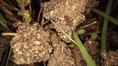 Top-down-view-of-disturbed-fire-ant-mound---highly-magnified-portion-of-dirt-and-a-few-grass-blades