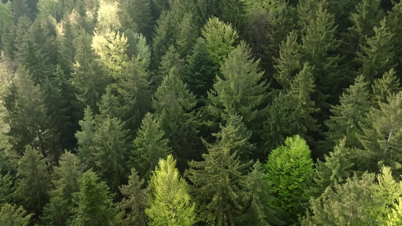 Deep coniferous forest on which the sun shines