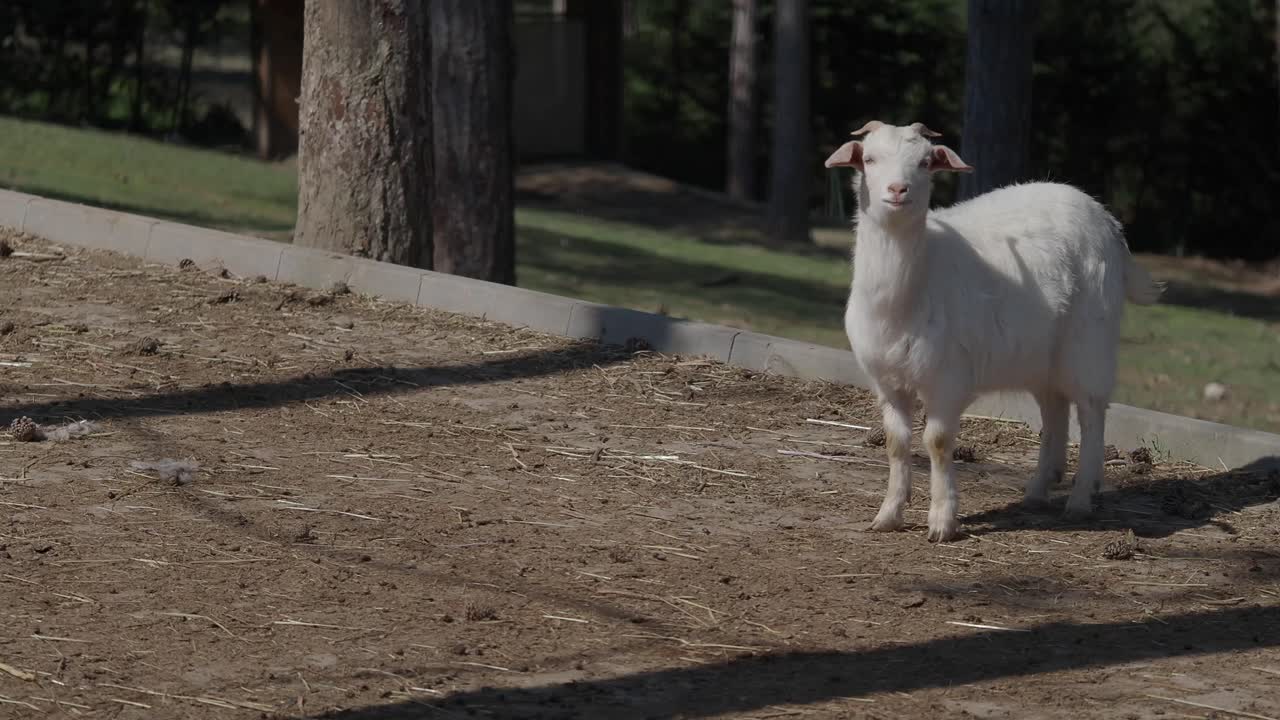 White Goat in a Pasture