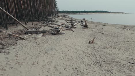 Aerial-Shot-Gauja-River-Flows-Into-the-Baltic-Sea-Gulf-of-Riga,-Latvia-Broken-Pines-After-Storm-and-Washed-Up-Shore