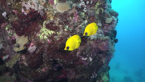 Two-yellow-butterflyfish-on-coral-rock-with-blue-ocean-in-background