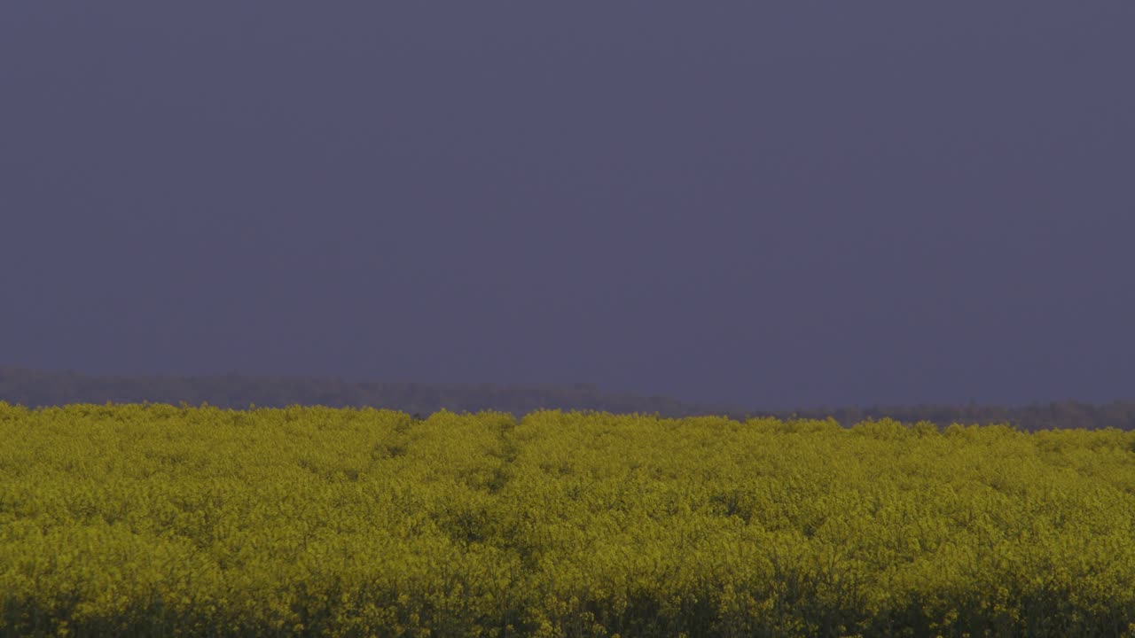 황혼에 노란 꽃의 필드, 넓은 풍경 샷