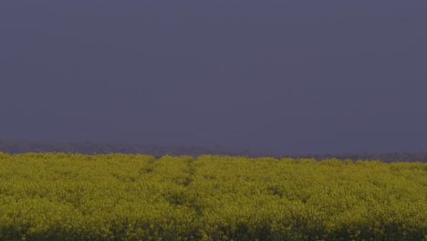 Gelbes-Blumenfeld-In-Der-Abenddämmerung,-Weite-Landschaftsaufnahme