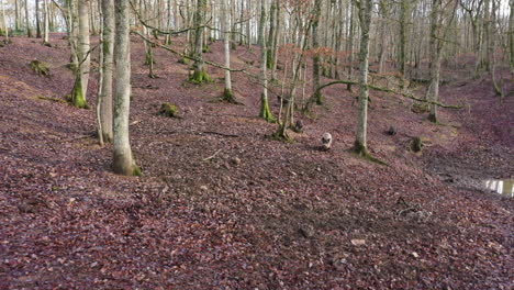 Eine-Gruppe-Von-Wildschweinen-In-Einem-Wald