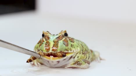 A detailed close-up sequence showing a horned frog (Ceratophrys ornata) feeding on a superworm (Zophobas morio) in a controlled environment. This exotic amphibian behavior is captured with bright lighting against a white background, highlighting the predator-prey interaction. Ideal for educational, 
