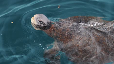 Galapagos-Island-turtle-coming-up-for-air-and-slowly-descending