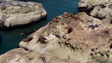 focas colgando de las rocas mientras una foca hace caca amarilla en el agua del océano