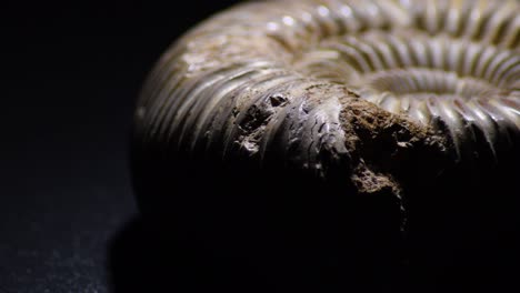 ammonite, prehistoric fossil, gyrating with black background