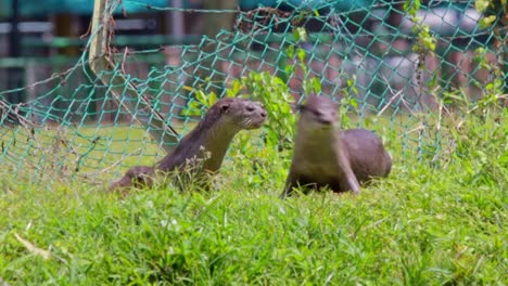 family of smooth coated otter in urban city