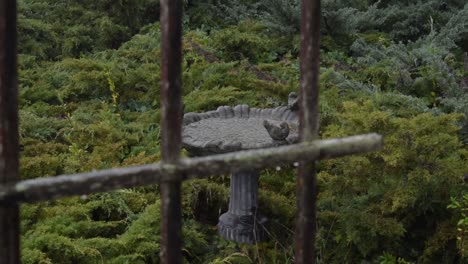 Bird-bath,-heavy-rain-and-hail-storm-and-arbor