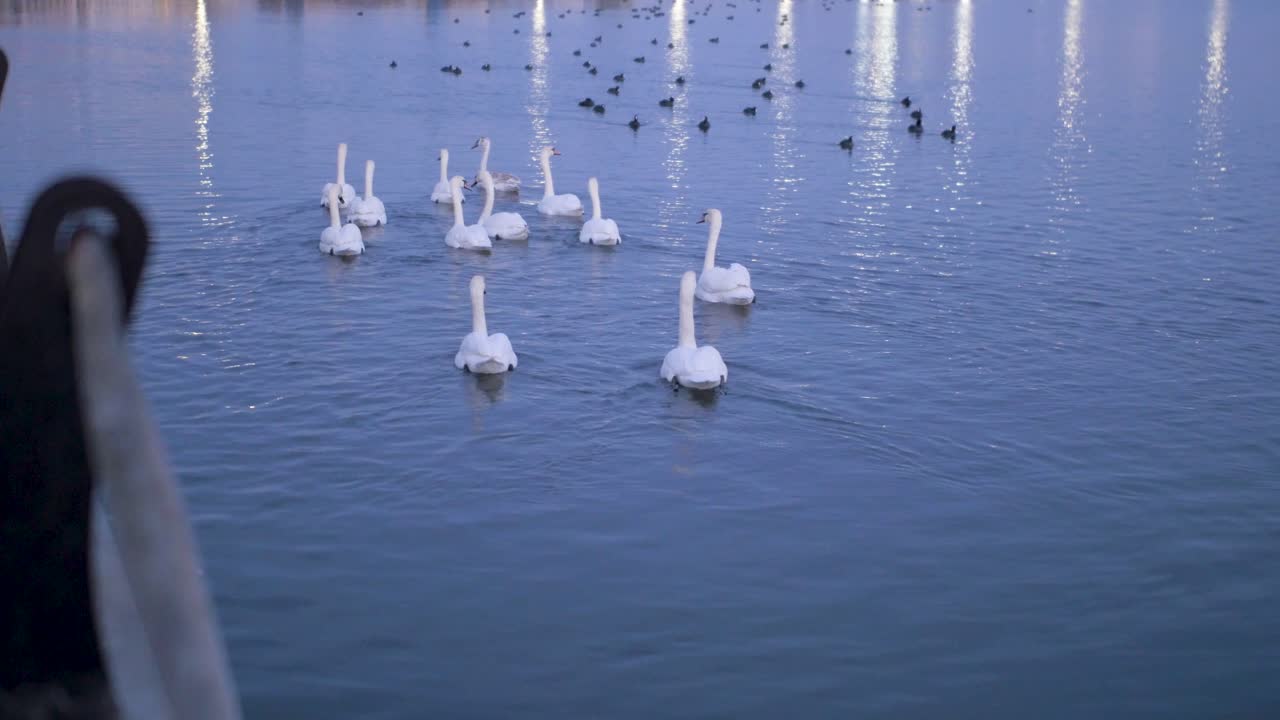 gansos blancos vagando por un paseo marítimo
