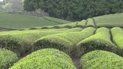 Fondo-De-Plantaciones-De-Té-En-Japón-En-Un-Día-Nublado