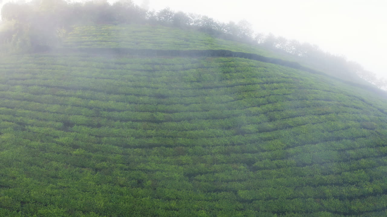 Moc Chau, Vietnam: nebbia all'alba che si diffonde sulle colline verdi delle piantagioni di tè mentre un drone sorvola il paesaggio agricolo, tranquilla natura asiatica rurale e agricola