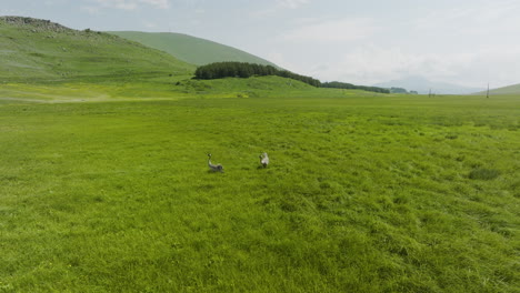 dos grullas euroasiáticas en un pantano con vegetación cerca del lago tabatskuri en georgia en un día ventoso