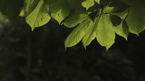 dense moist flora leaf hanging in paradise heaven