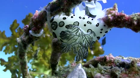 Jorunna-Funebris-Nudibranquio-En-Koh-Tao