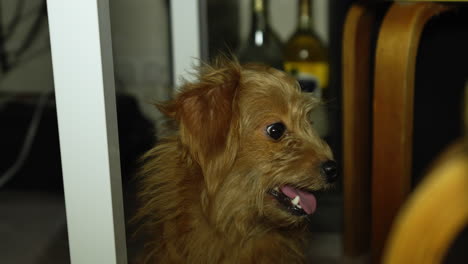 Cockapoo-puppy-sticking-out-his-tongue