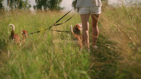 woman strolling with her dogs on leash through tall grassy field while dogs look up at her excitedly with open mouths on sunny day, enjoying outdoor time together in lush green environment