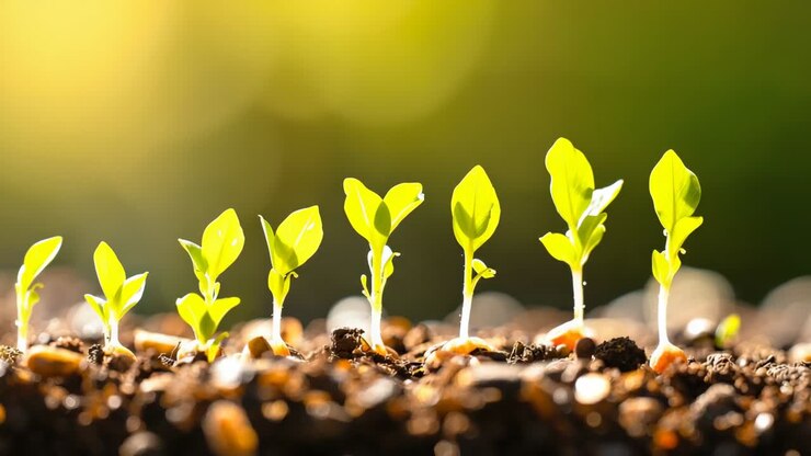Seeds sprouting through dark soil in garden bed under sunlight, water droplets glistening on leaves