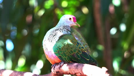 Wild-exotic-rose-crowned-fruit-dove,-ptilinopus-regina-with-beautiful-colorful-plumages-perching-on-tree-branch,-preening-and-grooming-its-feathers-with-its-beak-under-bright-sunlight,-close-up-shot