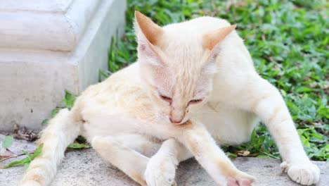 a cat licks and cleans its fur outside