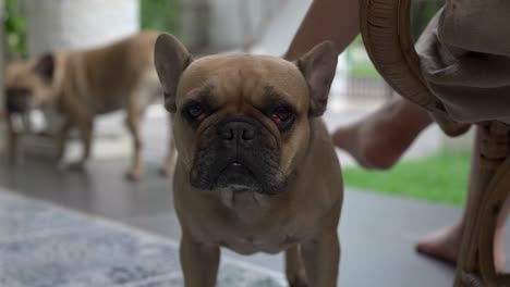 french bulldog with cherry eyes symptom standing outdoor with a woman.