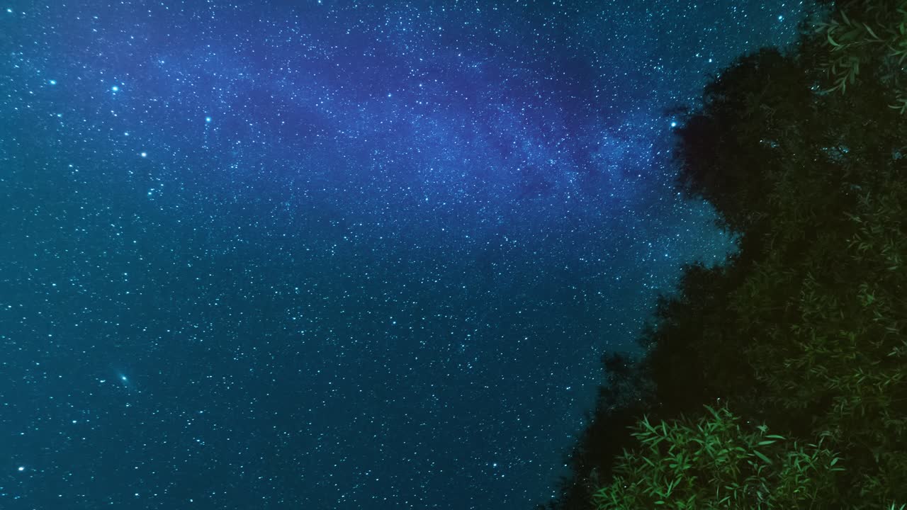 나무 위의 별이 가득한 밤하늘