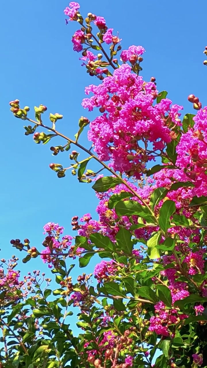 Fiori rosa brillante contro un cielo azzurro limpido