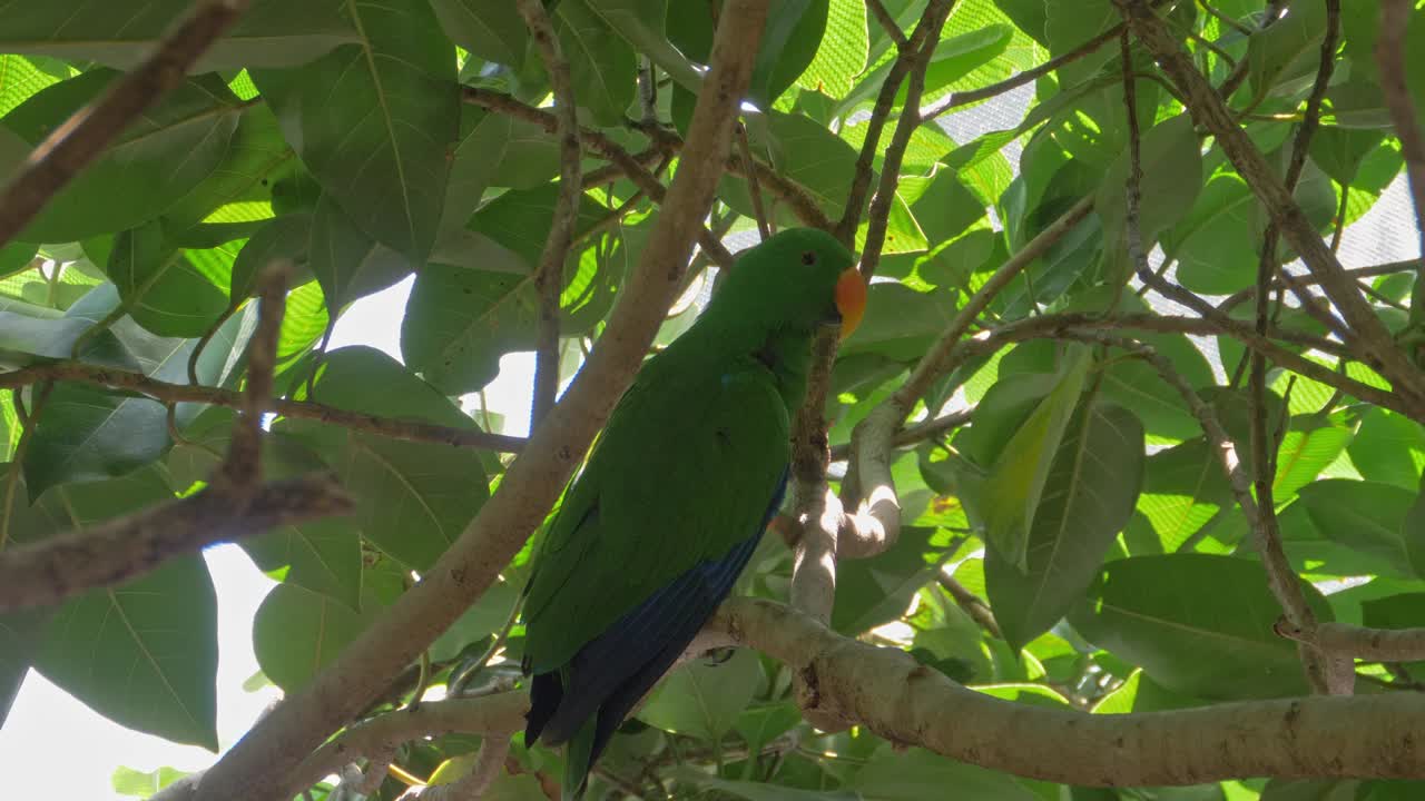 loro eclectus macho donde se posan en el árbol verde - primer plano