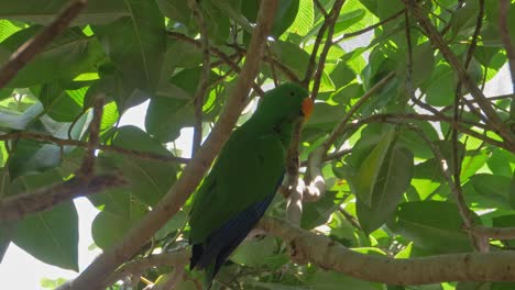 Loro-Eclectus-Macho-Donde-Se-Posan-En-El-árbol-Verde---Primer-Plano