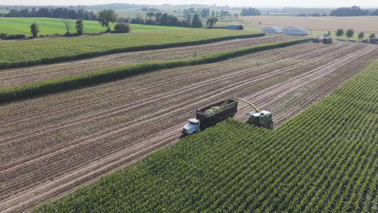 A combine in Wisconsin chops corn for silage. Chopping corn silage is a crucial process for creating high-quality feed for livestock, involving careful timing, and moisture management
